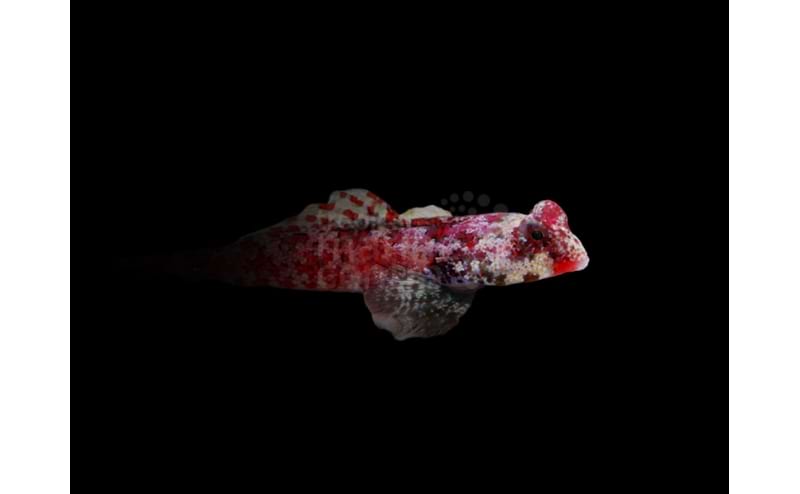Scooter Blenny - Red - Neosynchiropus |