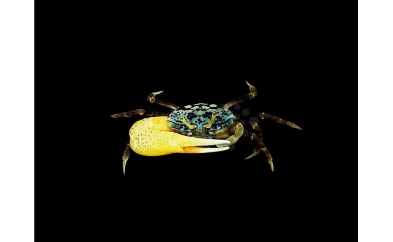 Fiddler Crab - Blue - Uca spp.